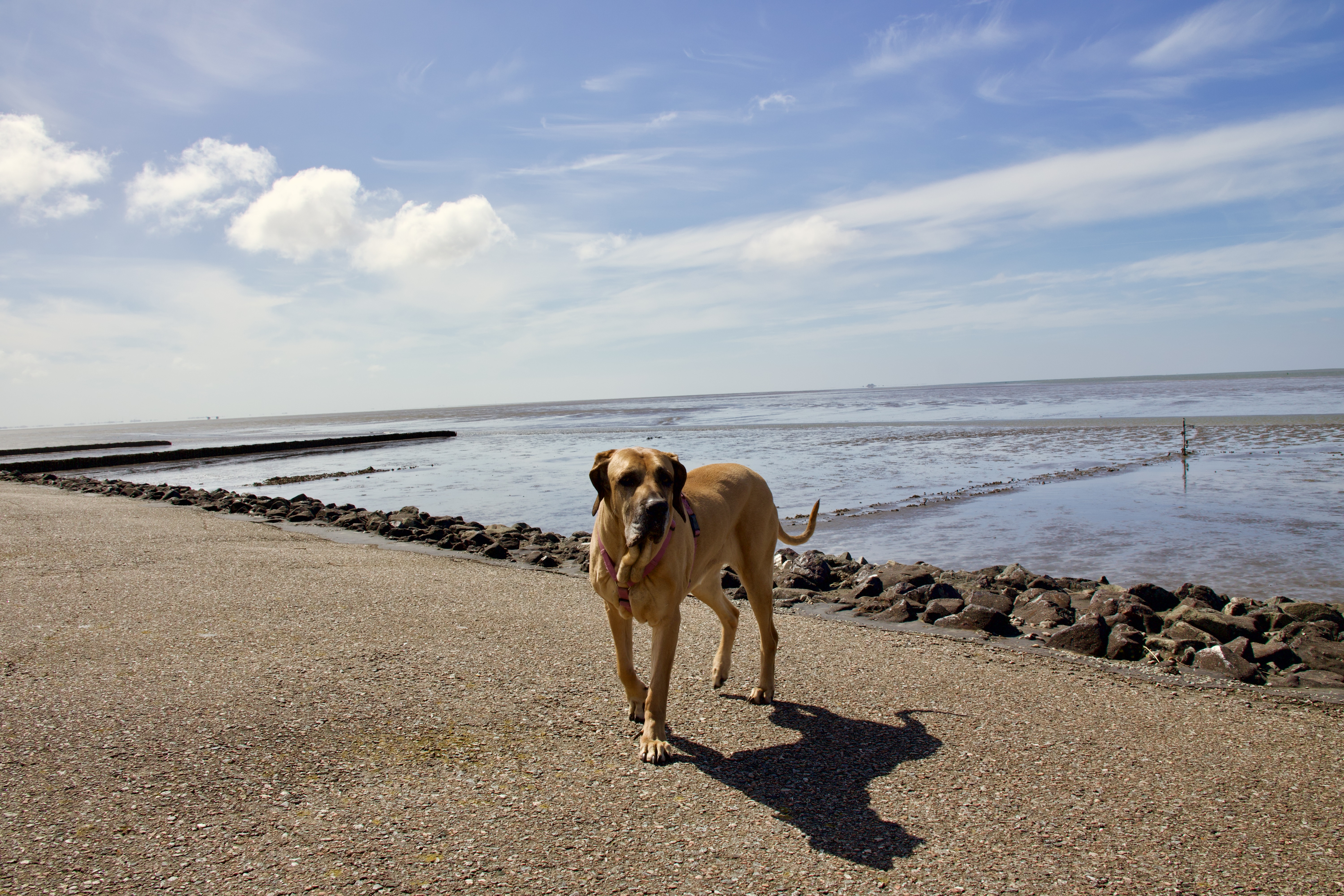 Hunde/IMG_3586.jpeg