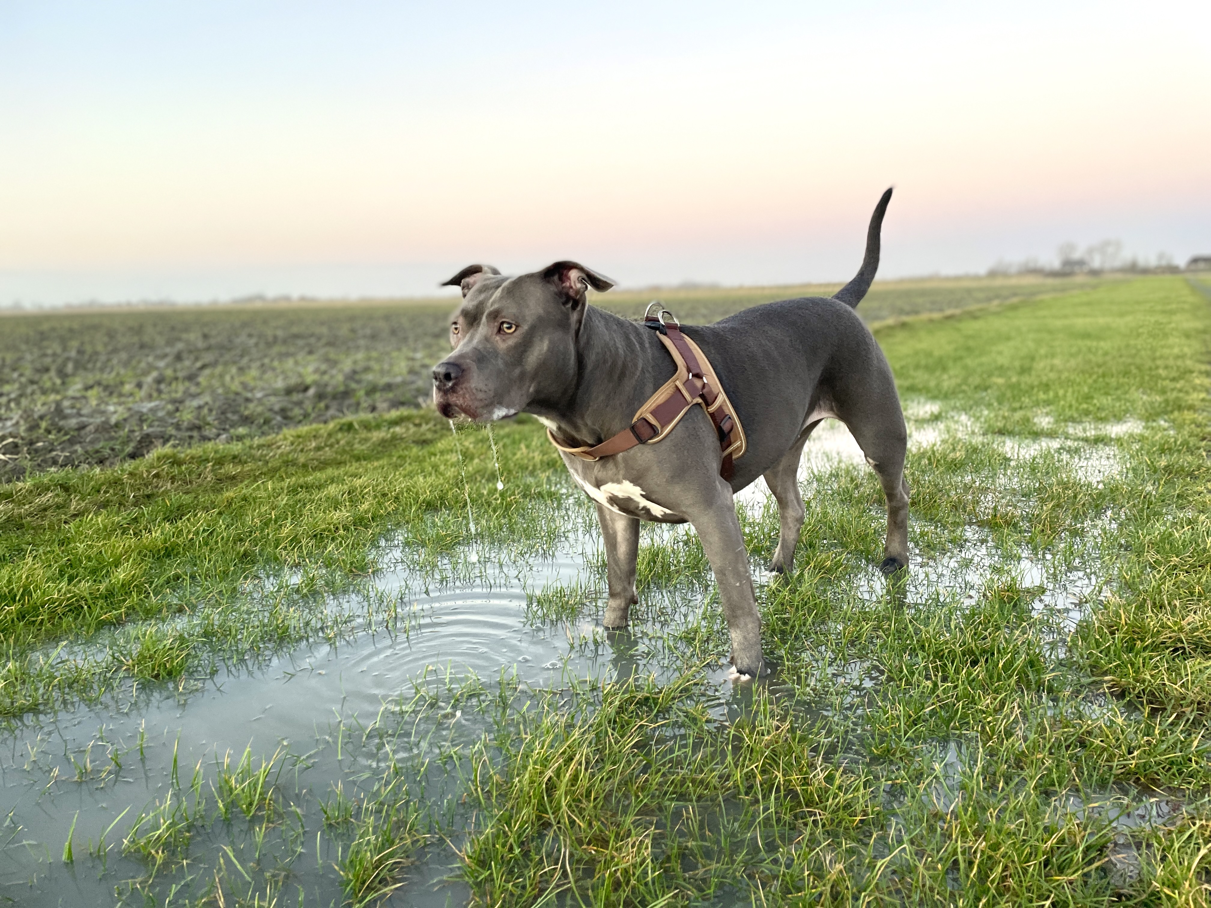 Hunde/IMG_4221.jpeg