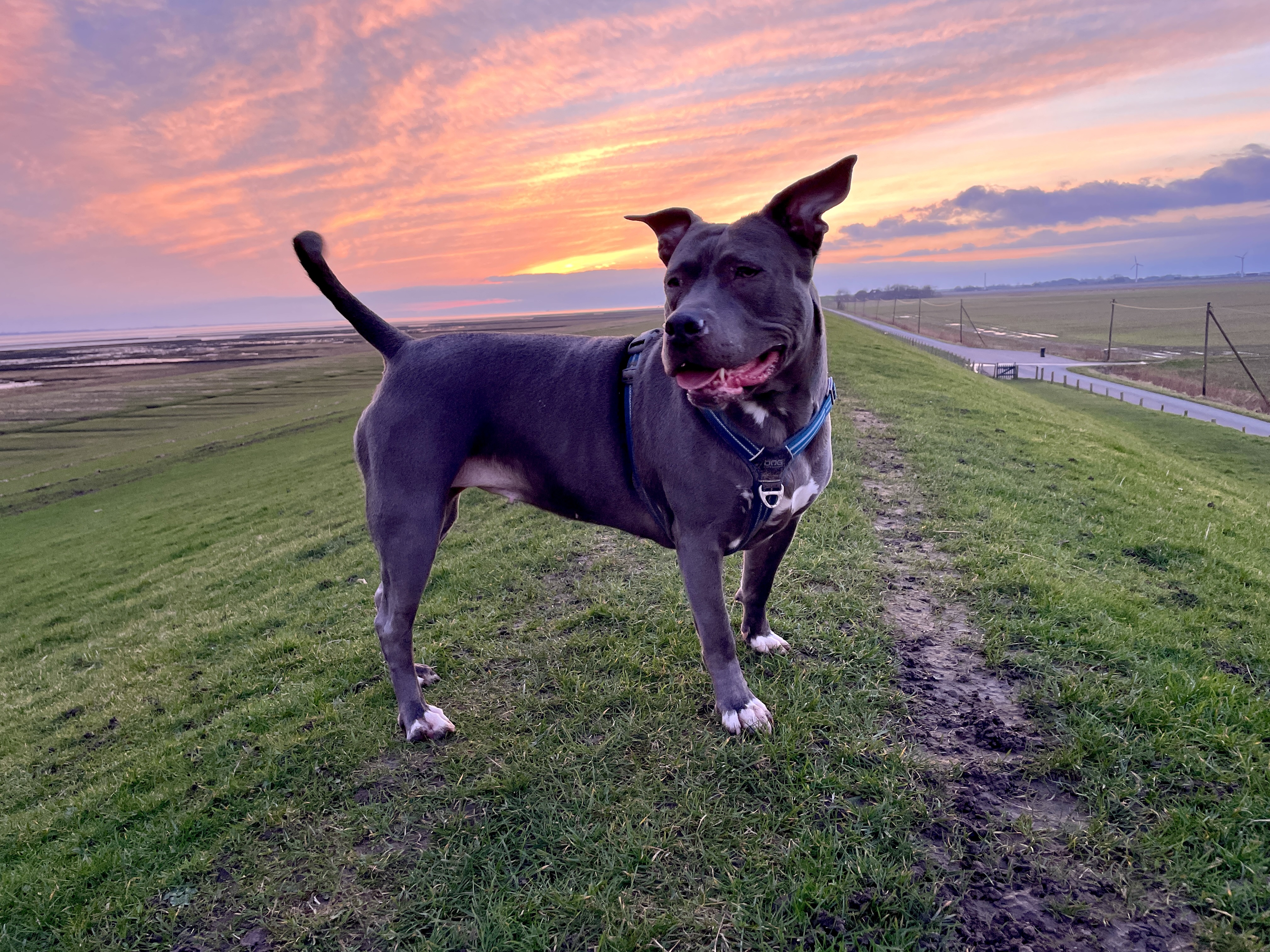Hunde/IMG_4441.jpeg