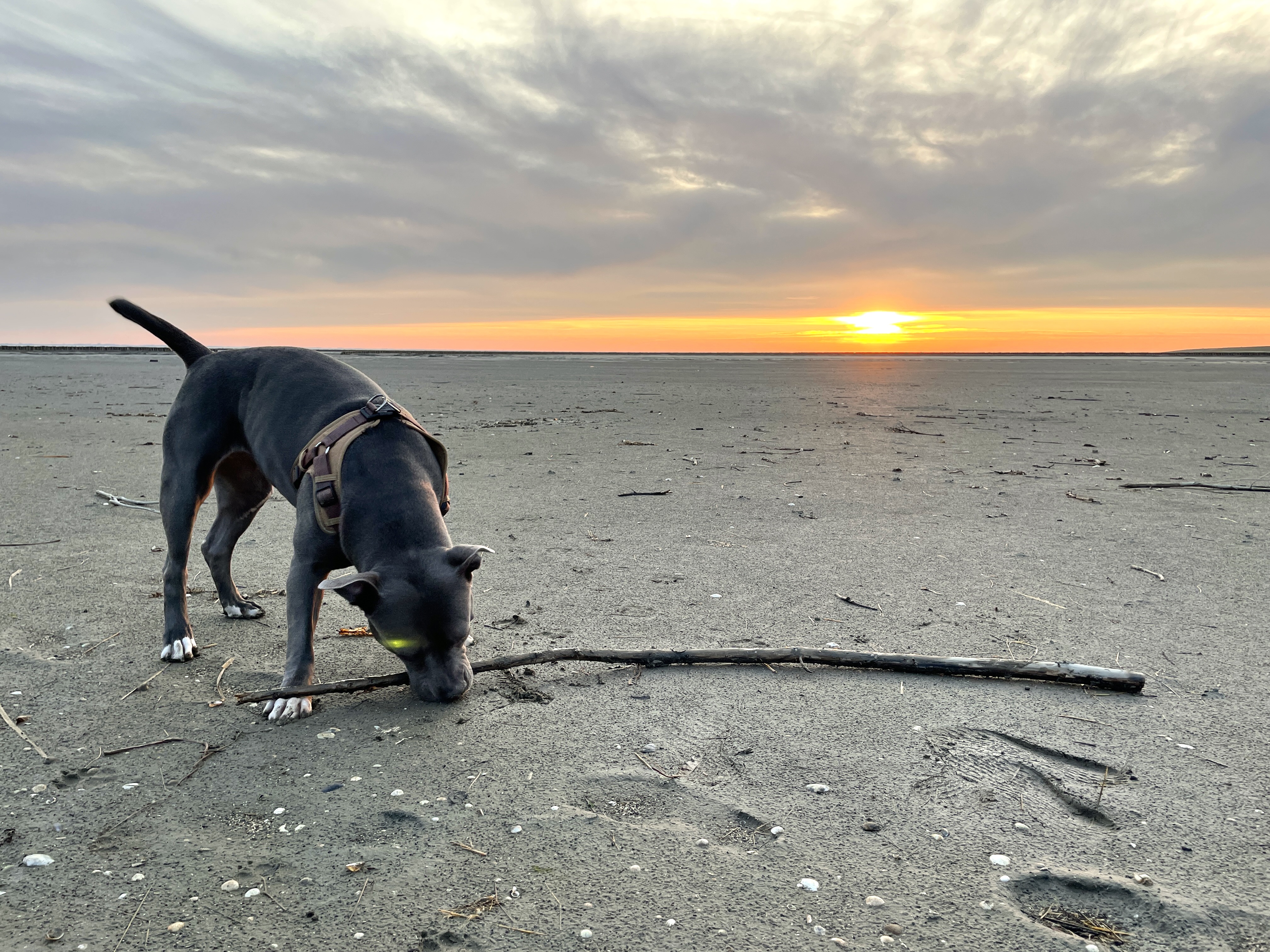 Hunde/IMG_5027.jpeg