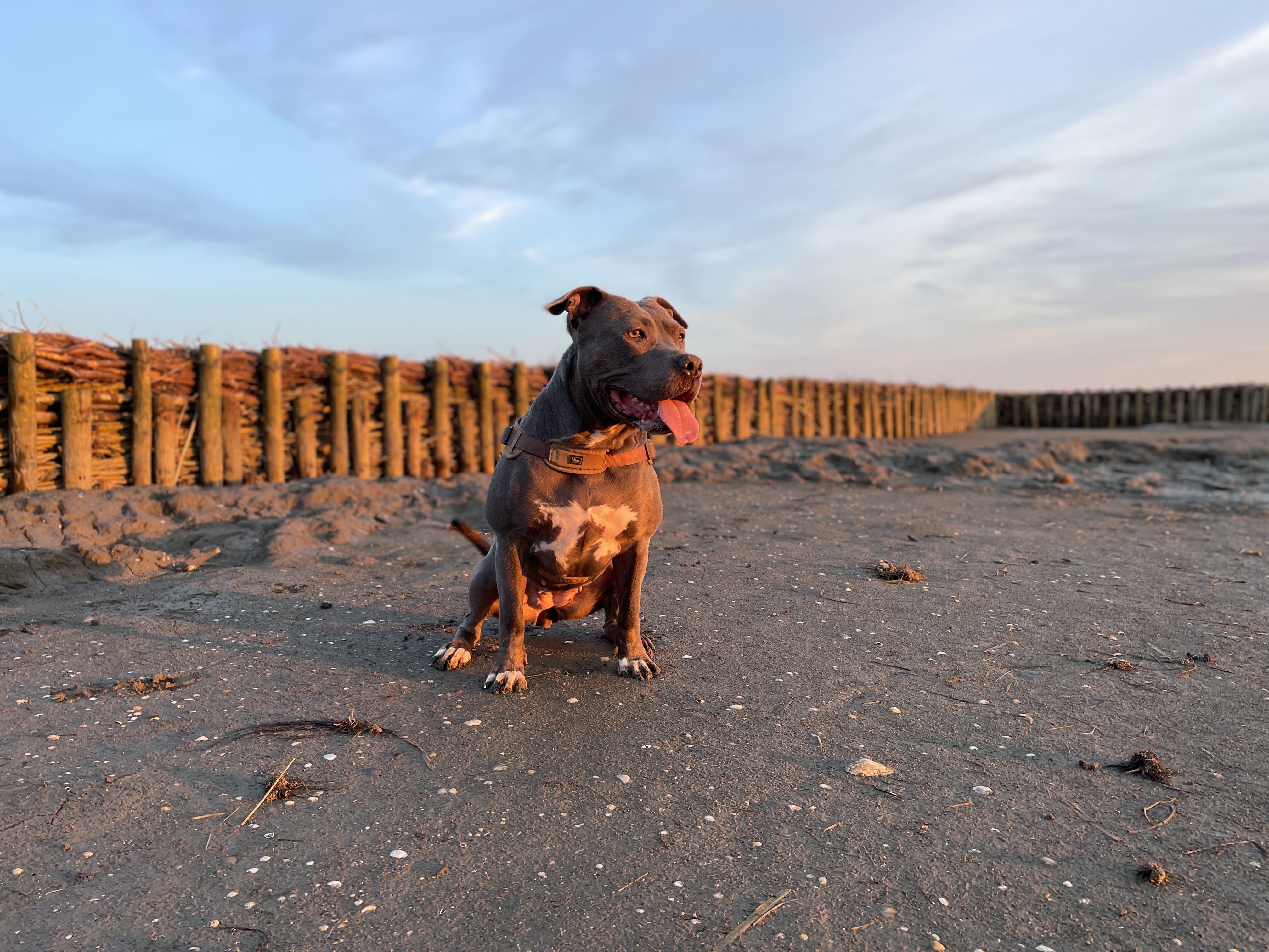 Hunde/IMG_5054.jpeg