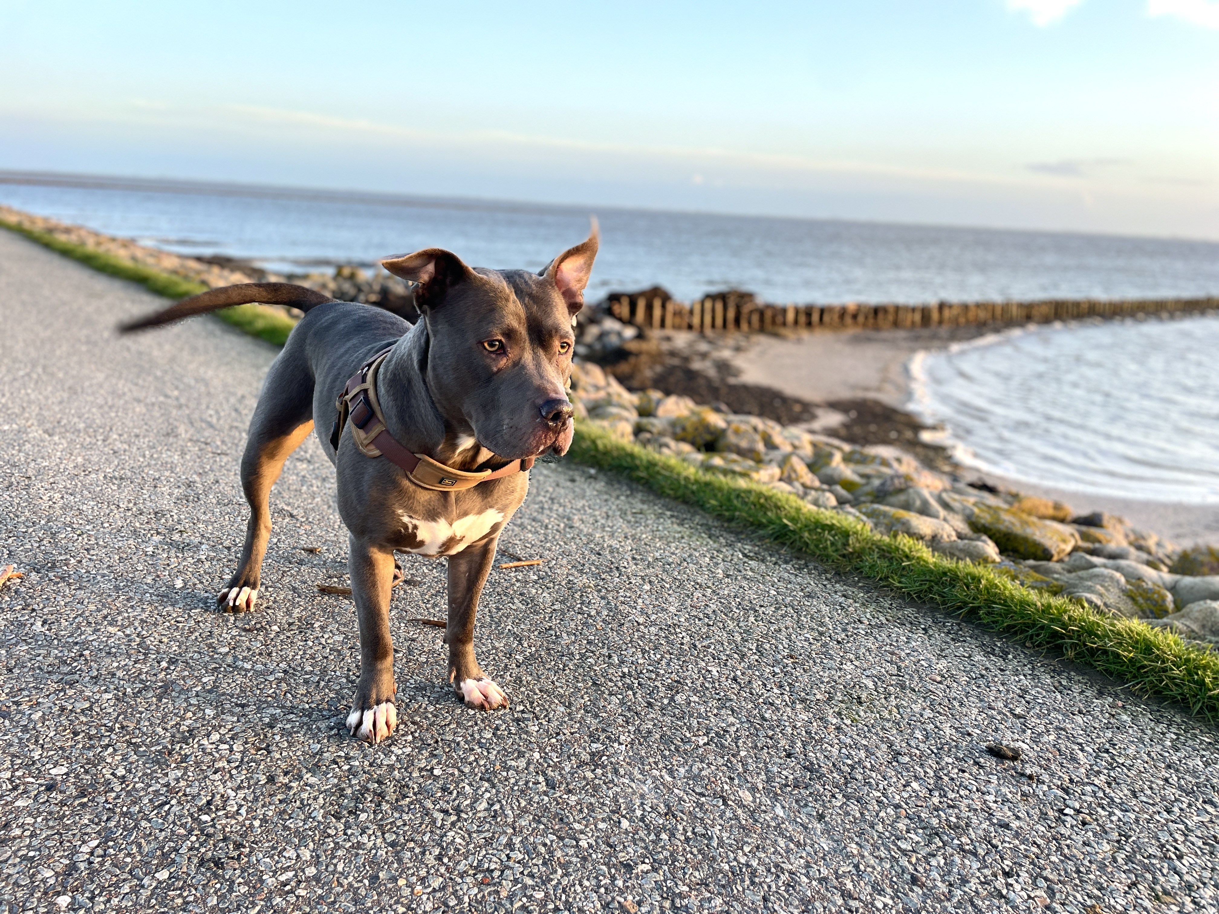 Hunde/IMG_8718.jpeg